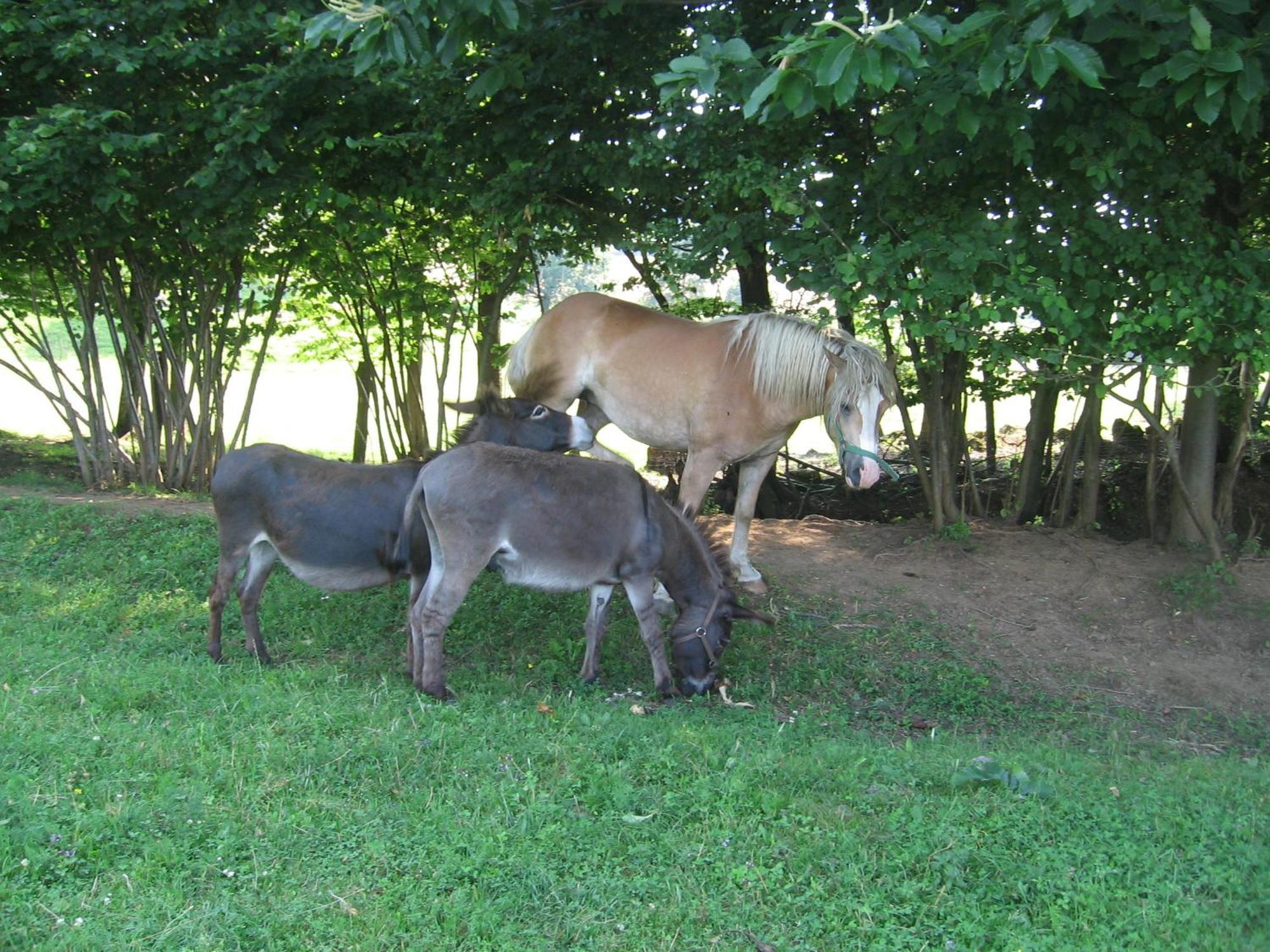 Tourist Farm Pri Martinovih Vila Krška Vas Exterior foto